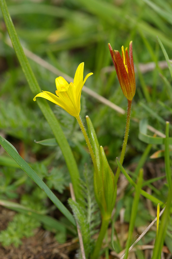 Gagea fistulosa (= G. fragifera) / Cipollaccio fistoloso